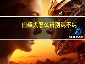 白柴犬怎么辨别纯不纯