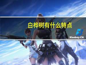 白桦树有什么特点