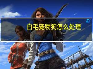 白毛宠物狗怎么处理