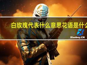 白玫瑰代表什么意思花语是什么（白玫瑰代表什么意思）