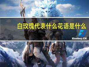 白玫瑰代表什么花语是什么
