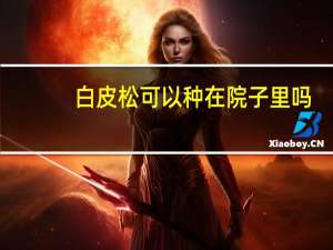 白皮松可以种在院子里吗