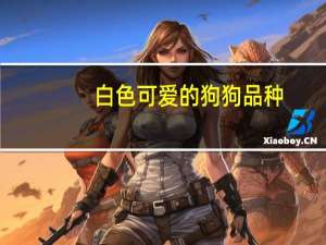 白色可爱的狗狗品种