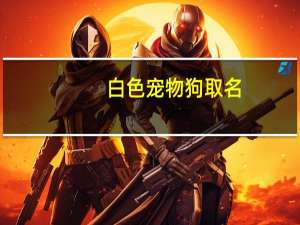 白色宠物狗取名