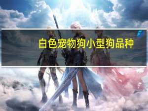 白色宠物狗小型狗品种