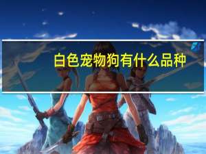 白色宠物狗有什么品种