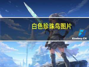 白色珍珠鸟图片（珍珠鸟图片）
