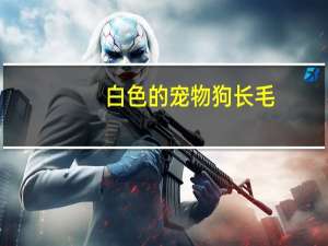 白色的宠物狗长毛