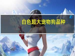 白色超大宠物狗品种