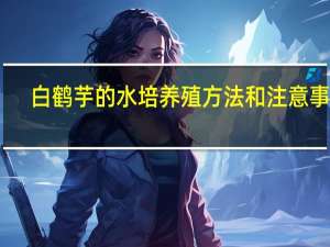 白鹤芋的水培养殖方法和注意事项