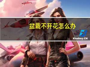 盆栽不开花怎么办：不同品种花卉