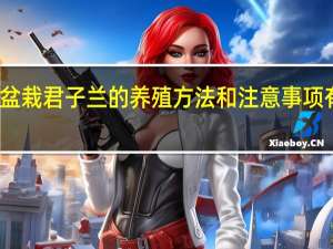 盆栽君子兰的养殖方法和注意事项有哪些