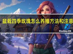 盆栽四季玫瑰怎么养殖方法和注意事项