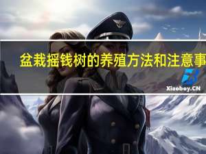 盆栽摇钱树的养殖方法和注意事项