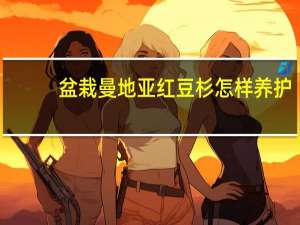 盆栽曼地亚红豆杉怎样养护（曼地亚红豆杉的养殖方法和注意事项）