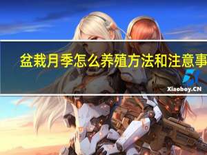 盆栽月季怎么养殖方法和注意事项