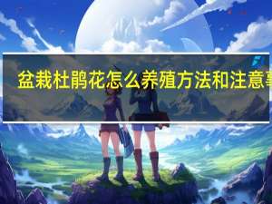 盆栽杜鹃花怎么养殖方法和注意事项