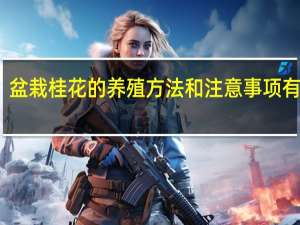 盆栽桂花的养殖方法和注意事项有哪些