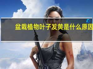 盆栽植物叶子发黄是什么原因