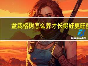 盆栽榕树怎么养才长得好更旺盛