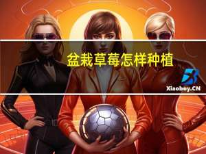 盆栽草莓怎样种植：苗期注意浇水