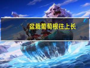 盆栽葡萄根往上长