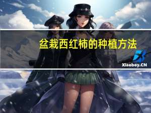 盆栽西红柿的种植方法