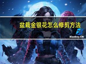 盆栽金银花怎么修剪方法