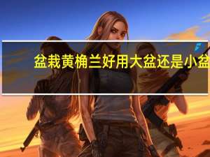 盆栽黄桷兰好用大盆还是小盆