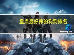 盘点最好养的狗狗排名
