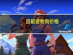 目前宠物狗价格