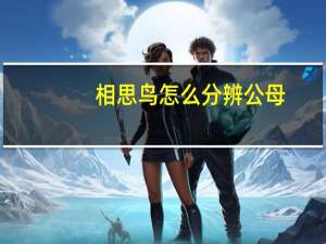 相思鸟怎么分辨公母