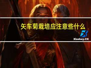 矢车菊栽培应注意些什么
