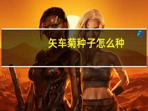 矢车菊种子怎么种