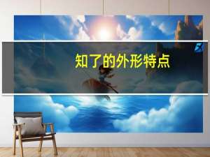 知了的外形特点