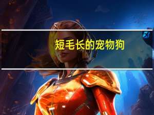 短毛长的宠物狗