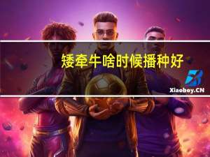 矮牵牛啥时候播种好（矮牵牛什么时候播种好）