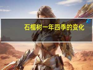 石榴树一年四季的变化