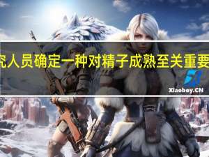 研究人员确定一种对精子成熟至关重要的蛋白质