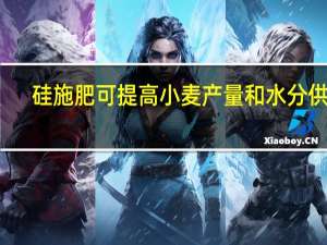 硅施肥可提高小麦产量和水分供应