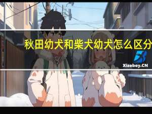 秋田幼犬和柴犬幼犬怎么区分