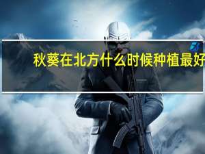 秋葵在北方什么时候种植最好