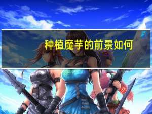 种植魔芋的前景如何
