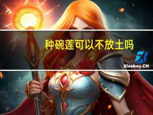 种碗莲可以不放土吗