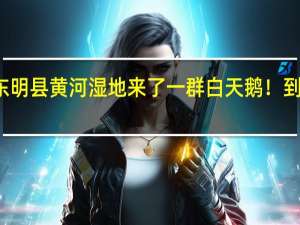 稀客！东明县黄河湿地来了一群白天鹅！ 到底什么情况嘞