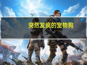 突然发疯的宠物狗