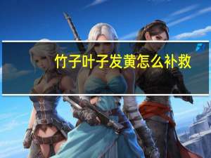 竹子叶子发黄怎么补救