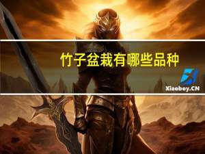 竹子盆栽有哪些品种