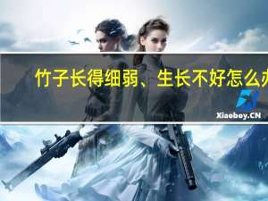 竹子长得细弱、生长不好怎么办