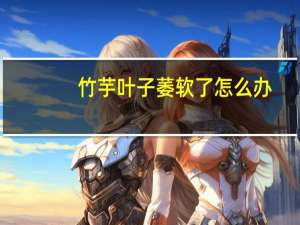 竹芋叶子萎软了怎么办
